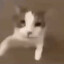 miau
