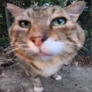 Мармеладка