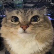 vernalcry_ - steam id 76561199492496814