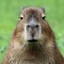 ThickCapybara