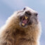 fat_Marmot