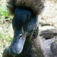 El Pato - steam id 76561197960396124
