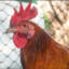 Don Pollo chicken