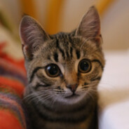 抓住橙猫猫头左右摇摆