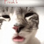 meow