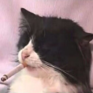 爱新觉罗·汤姆