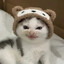 Kotenka