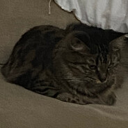 ЖОСКИЙ АДМИН