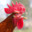 just cock
