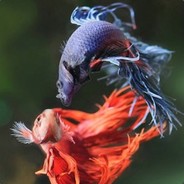 用皮皮虾走位