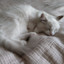 meowrer