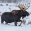 Moose