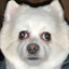 GhostDog