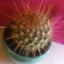 JupiterCactus