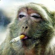 SmoKing MonKey