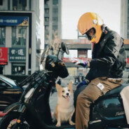 西格玛只认姐姐