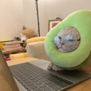 牛子越大 牛子越小