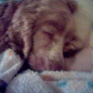 Олдбак Редкий