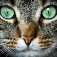 sigma catttt $$$%!!!!!!!!!!!!!!!