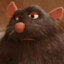 Rat