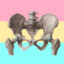 Pansexual Pelvis