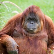 ORANGUTAN