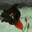 Nyxxi's Avatar