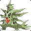 DarkTyranitar623