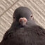 Revolver Pigeon