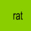 rat