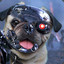 PugBorg