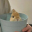 Bunny in Bucket