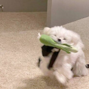 我们一起去养猪