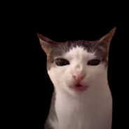 LunaCat