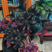 不问岁月任风歌