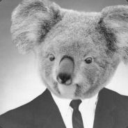 Lieblings_Koala.