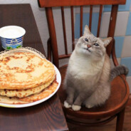 Cat wit waffles