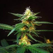 ShadyBuds420
