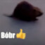 bóbr