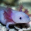 Axolotl
