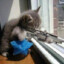 Sniper Cat