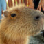 Mr Capibara