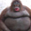 Joep