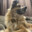 maxiedog