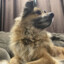 maxiedog