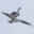 A FUCKIN SEAGULL