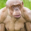funkymonky