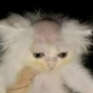 QuesoNuke