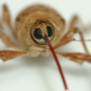 Weevil