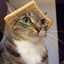 [ITL]CatPeyta1